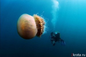 Монолог медузы